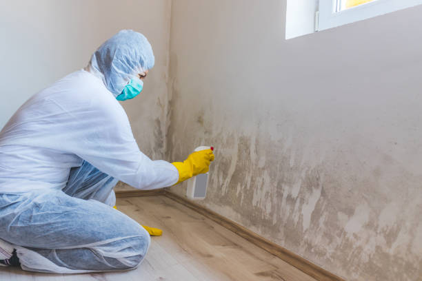 Black mold inspection in Morristown