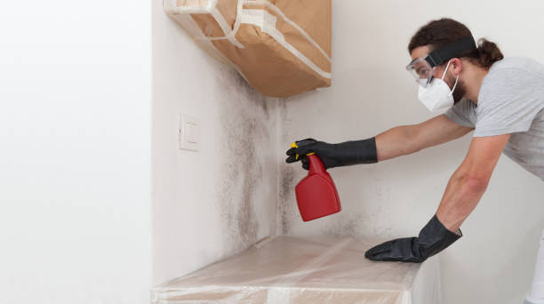 Basement Mold Remediation treatment on basement walls in Morristown