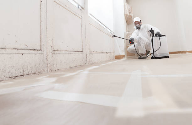Black mold remediation team in Morristown